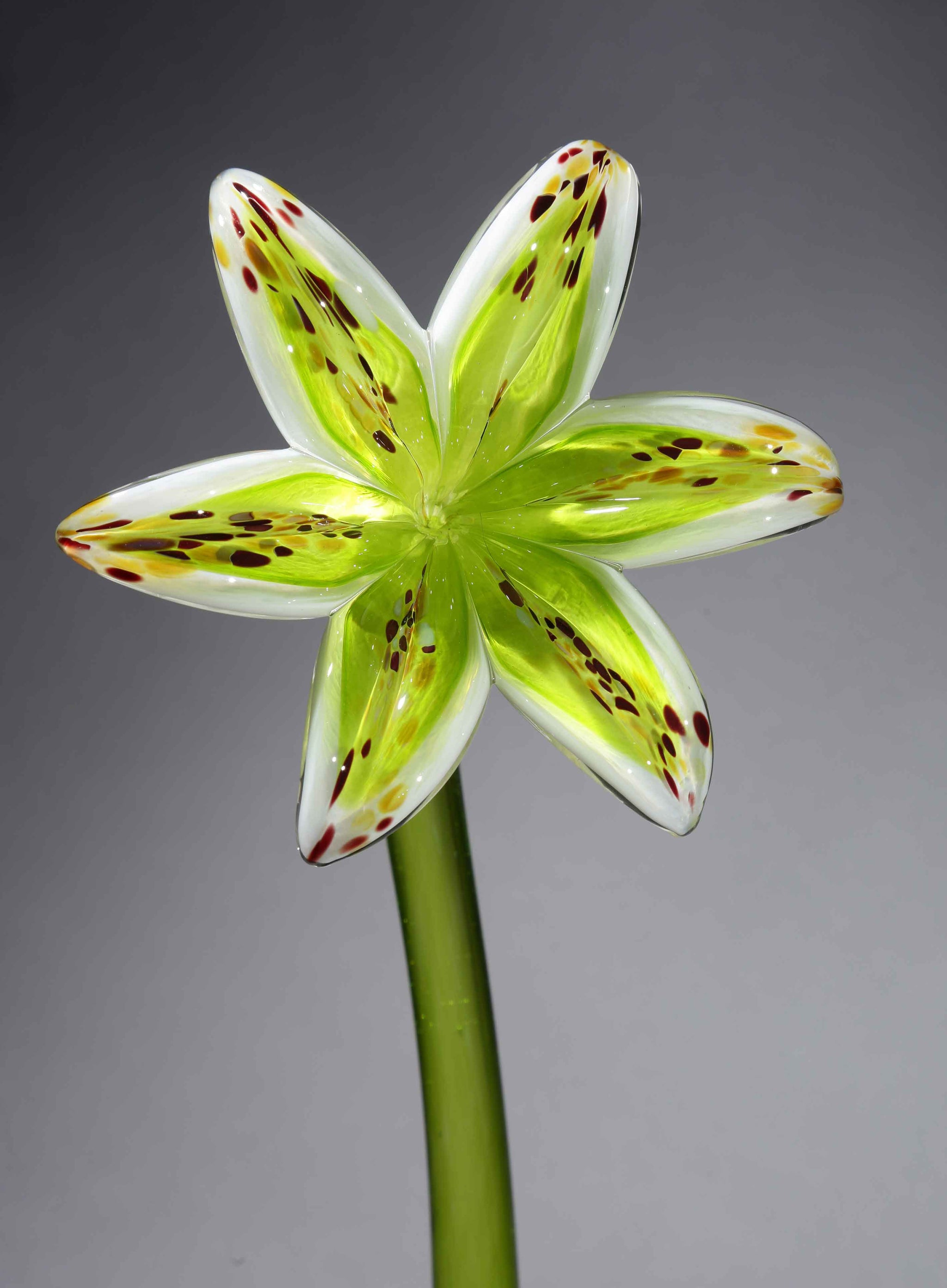 Flower Lily Rainbow Red