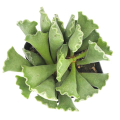 Key Lime Pie Succulent - aerial view
