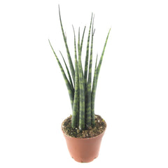 Fernwood Snake Plant Succulent - aerial view