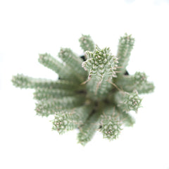 Corn Cob Cactus - aerial view