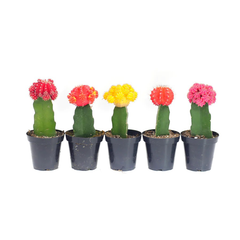 Moon Cactus Variety Pack 5-pack