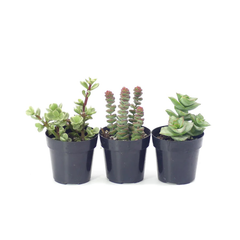 Beginner Succulent Variety Pack