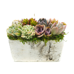 Birch Box Succulent Arrangement