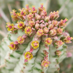 Blooming corn cob cactus with pink and yellow flowers