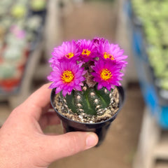 Blooming parodia werneri cactus with pink-purple flowers