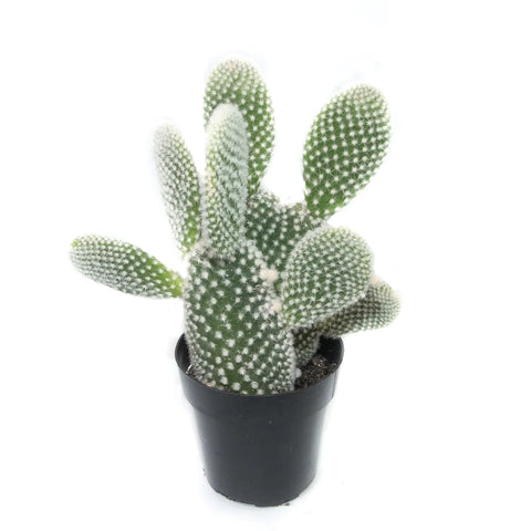 Angel Wings Cactus product page on Lazy Gardens