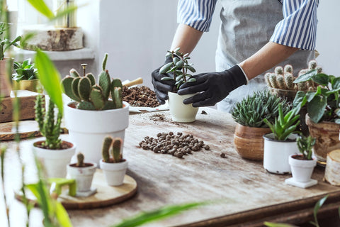 Gloved hands potting plants and dressing with rocks