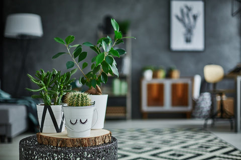 Plants on table in living room