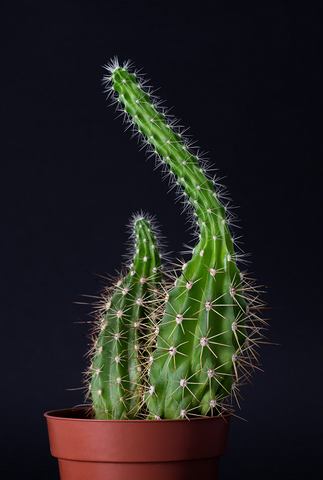 Stretching cactus in terracotta pot on dark background