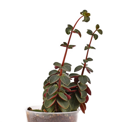 Succulent stretching with white background