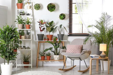 Houseplants near window