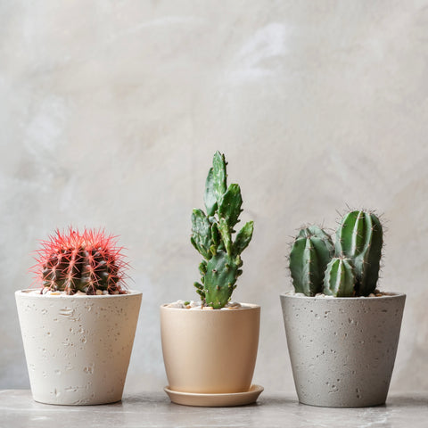 Green, potted succulents lined up