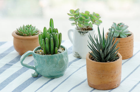 Potted Succulents on Outdoor Table
