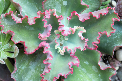Green and pink succulent close-up