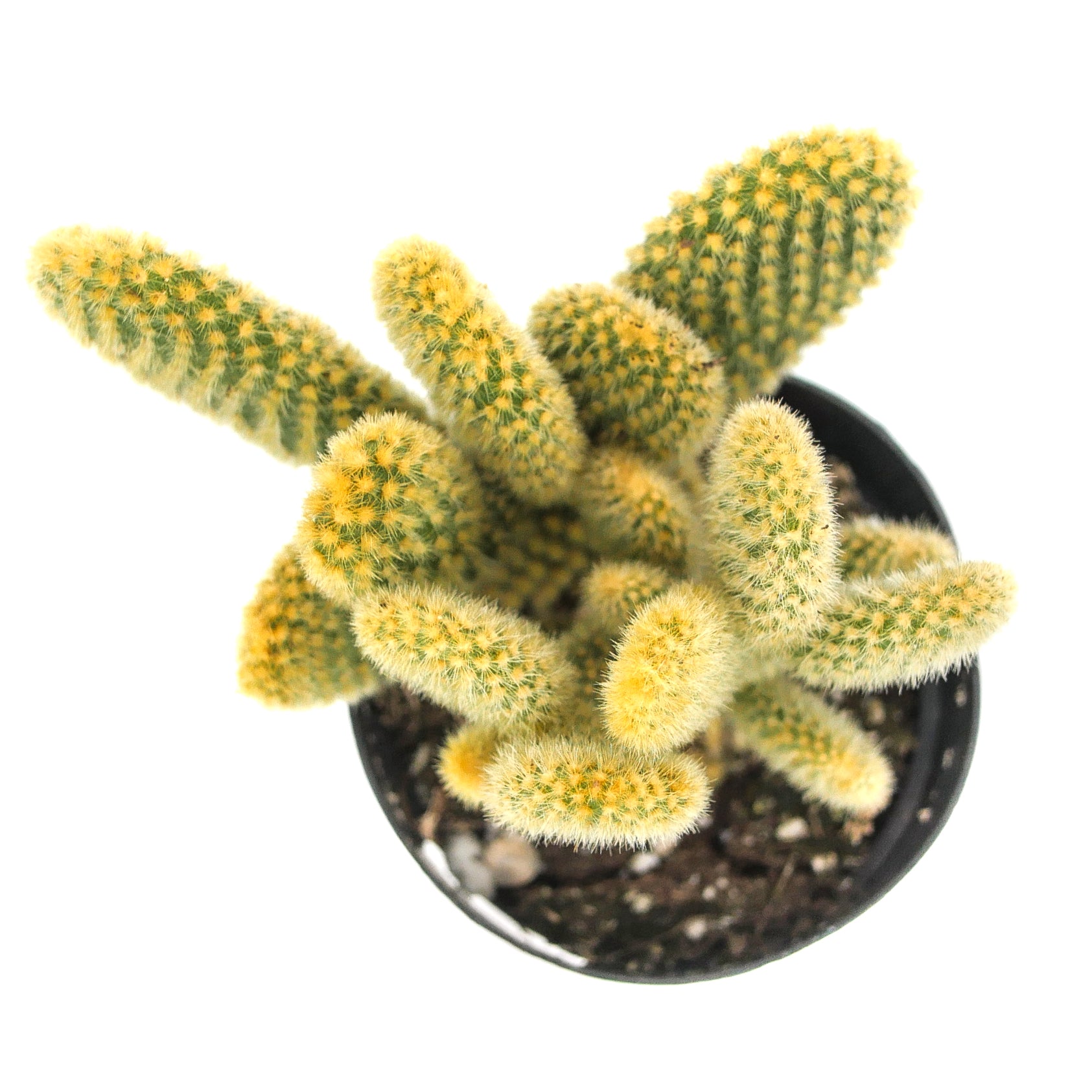 Opuntia microdasys | Bunny Ears Cactus