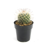 Fishhook Cactus | Mammillaria hybrid