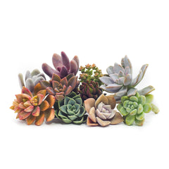 Succulent Cuttings