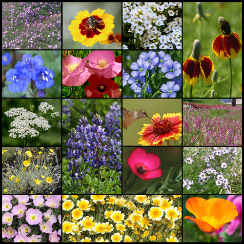 California Native Wildflower Mixture