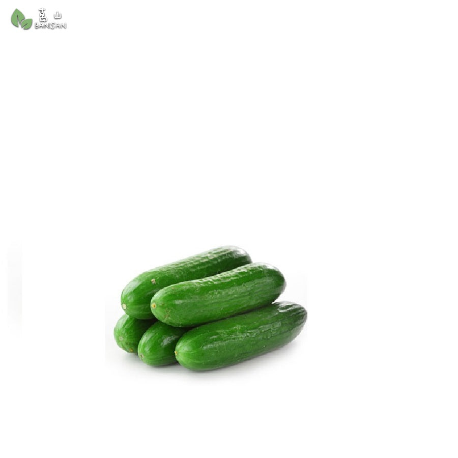 PC Mini Cucumbers