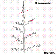 joonis 3, sügisdessert teine kasvuaasta