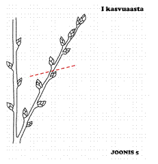 joonis 5, kasper esimene kasvuaasta