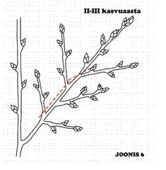 joonis 6, kasper teine kuni kolmas kasvuaasta