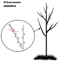 joonis 8, valge klaarõun, teine kasvuaasta