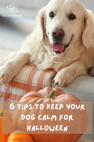 6 tips to keep your dog calm during halloween