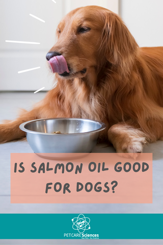 is salmon oil good for dogs?