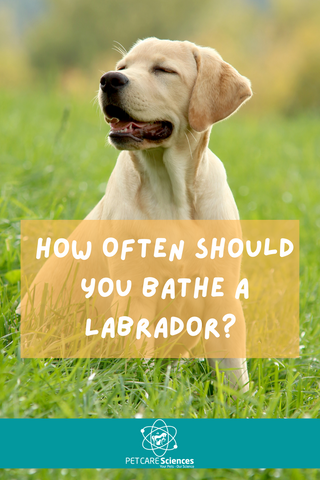 A blonde labrador puppy sitting on some grass. Text says: How Often Should You Bathe A Labrador?