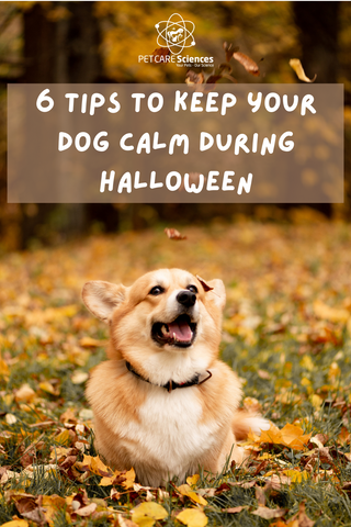 6 tips to keep your dog calm during halloween