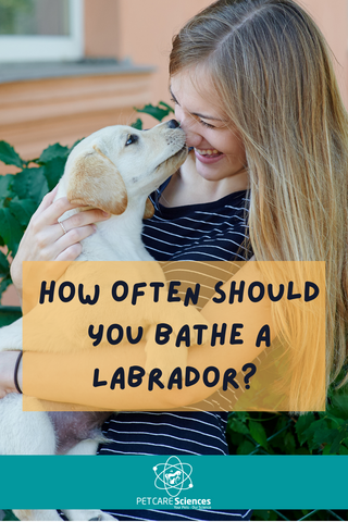 A blonde labrador puppy in the arms of it's owner. Owner is laughing. Text says: How Often Should You Bathe A Labrador?