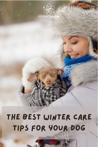 The best winter care tips for your dog