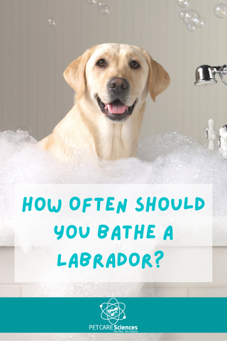 A blonde labrador sitting in a bath surrounded by bubbles. Text says: How Often Should You Bathe A Labrador?