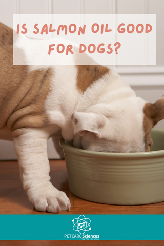 is salmon oil good for dogs?