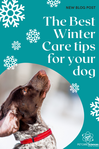 The best winter care tips for your dog
