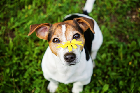 Keeping Flowers around your dogs and cats