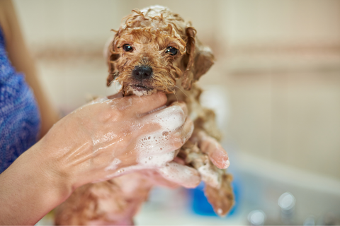 Can I use shampoo on my puppy?