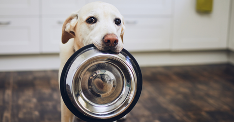 Can dogs eat thanksgiving food? Dog holding bowl