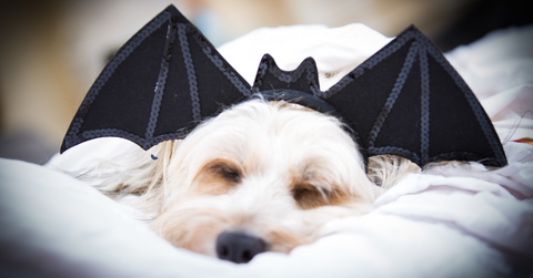 don't force your dog into a costume