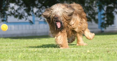 A long haired dog chasing after a ball