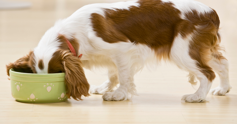 A King Charles spaniel enjoying their meal