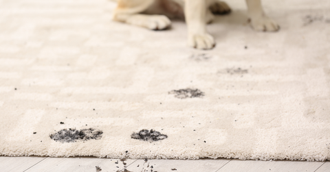 A trail of muddy paw prints on a carpet with a labrador sitting in the background