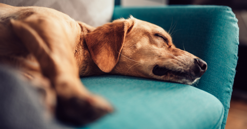 How to keep your dog calm during Thanksgiving, dog sleeping on couch