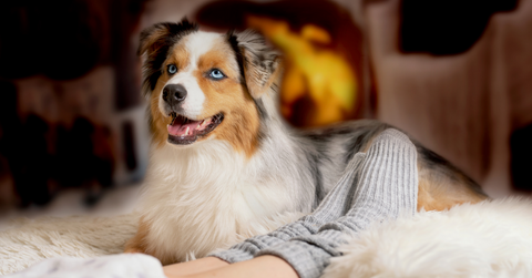 a dog with it's owner on a blanket infant of fireplace