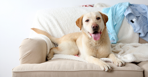 A labrador lying on a sofa with it's tongue out