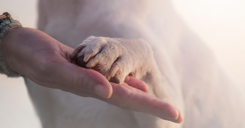 a dog's paw in a human's hand