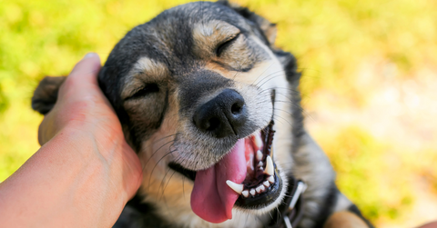 How to show your dog that you are thankful for them, dog smiling after being scratched