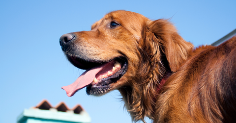 should you dog's nose be wet? A brown dog with their tongue out 