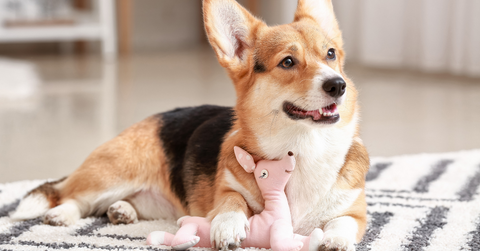 treat your dog to a new toy